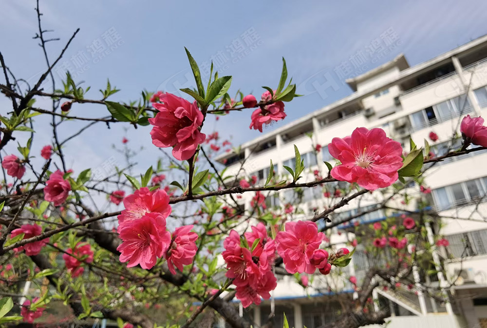 桂林鴻程花團錦簇，滿園春色，邀您一起共賞春景，共商大計！